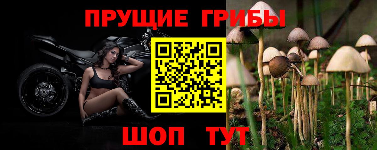 Псилоцибиновые грибы Psilocybe Луховицы